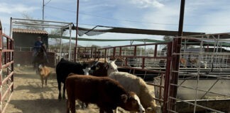 Detectan caso de gusano barrenador en Texas