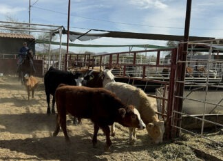 Detectan caso de gusano barrenador en Texas