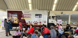Gobierno de la alcaldesa Rosi Wong consolida estrategia de bienestar animal con más de 4 mil esterilizaciones gratuitas en lo que va del 2026