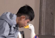 Ni el Pato Merlín se salvó de la delincuencia: le robaron sus zapatitos