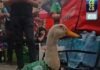 FIFA homenajea al Pato Merlín y lo nombra embajador del Fan Fest en el Zócalo