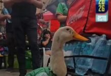 FIFA homenajea al Pato Merlín y lo nombra embajador del Fan Fest en el Zócalo