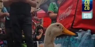 FIFA homenajea al Pato Merlín y lo nombra embajador del Fan Fest en el Zócalo