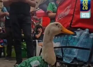 FIFA homenajea al Pato Merlín y lo nombra embajador del Fan Fest en el Zócalo