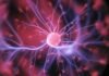 Desarrollan implante que lee y modula el cerebro para tratar patologías nerviosas