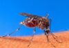 Dengue deja 2 mil 136 casos y cuatro muertes en México durante 2026