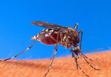 Dengue deja 2 mil 136 casos y cuatro muertes en México durante 2026
