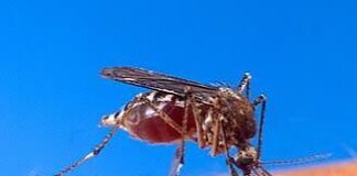 Dengue deja 2 mil 136 casos y cuatro muertes en México durante 2026