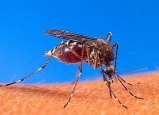 Dengue deja 2 mil 136 casos y cuatro muertes en México durante 2026