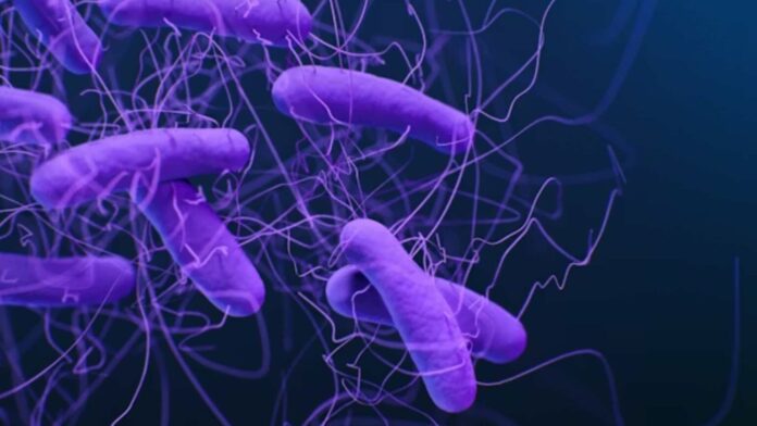 oms-advierte-que-contaminacion-alimentaria-causa-15-millones-de-muertes-globales-cada-ano-1536x864
