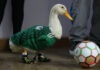 IMPI aclara a quién pertenece la marca del pato Merlín