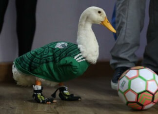 IMPI aclara a quién pertenece la marca del pato Merlín