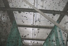 Liberan primer lote de moscas estériles contra gusano barrenador en Chihuahua