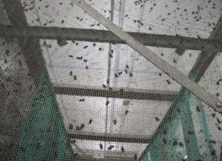 Liberan primer lote de moscas estériles contra gusano barrenador en Chihuahua