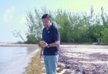 PAN celebra visita de Sheinbaum a Quintana Roo, pero califica de tardío el Plan Anti Sargazo en playas; urgen apoyos económicos a comunidades y sector turístico