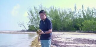 PAN celebra visita de Sheinbaum a Quintana Roo, pero califica de tardío el Plan Anti Sargazo en playas; urgen apoyos económicos a comunidades y sector turístico