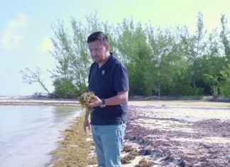 PAN celebra visita de Sheinbaum a Quintana Roo, pero califica de tardío el Plan Anti Sargazo en playas; urgen apoyos económicos a comunidades y sector turístico