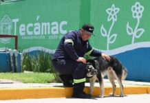 Gobierno municipal de Tecámac celebra Día Internacional del Perro con acciones a favor del bienestar integral de los seres sintientes