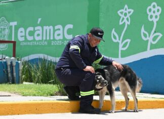 Gobierno municipal de Tecámac celebra Día Internacional del Perro con acciones a favor del bienestar integral de los seres sintientes