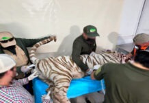 Clausuran Animal Experience tras escape y muerte del tigre de Bengala ‘Kenzo’ en Edomex