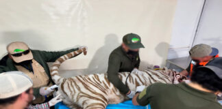 Clausuran Animal Experience tras escape y muerte del tigre de Bengala ‘Kenzo’ en Edomex