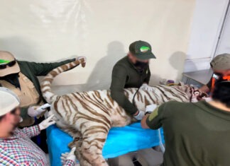 Clausuran Animal Experience tras escape y muerte del tigre de Bengala ‘Kenzo’ en Edomex
