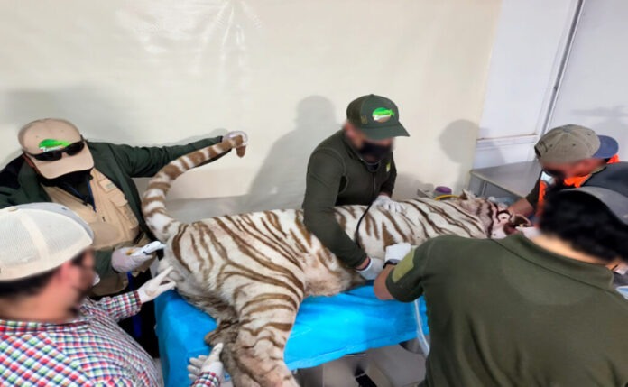 profepa-clausura-animal-experience-tras-escape-y-muerte-del-tigre-de-bengala-kenzo-en-edomex-2-1024x631