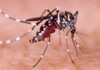 Dengue cae más de 30% en México; Salud alerta posible repunte en 2027