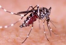 Dengue cae más de 30% en México; Salud alerta posible repunte en 2027
