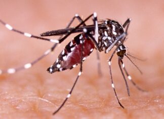 Dengue cae más de 30% en México; Salud alerta posible repunte en 2027