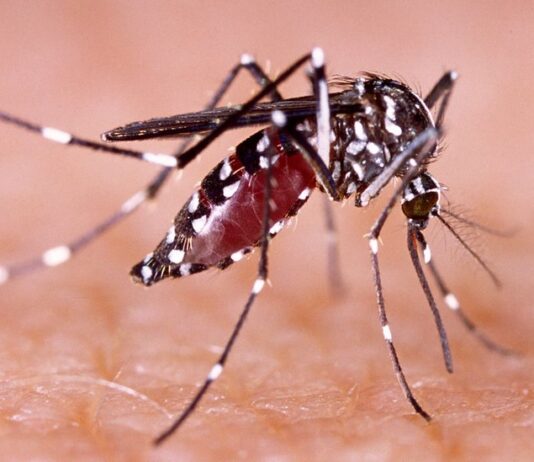 Dengue cae más de 30% en México; Salud alerta posible repunte en 2027