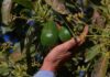 Suspende EU exportación de aguacate de Michoacán por alerta de seguridad