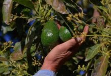 Suspende EU exportación de aguacate de Michoacán por alerta de seguridad