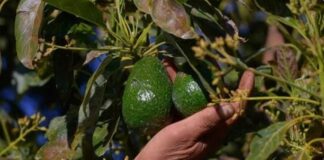 Suspende EU exportación de aguacate de Michoacán por alerta de seguridad