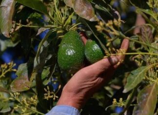 Suspende EU exportación de aguacate de Michoacán por alerta de seguridad