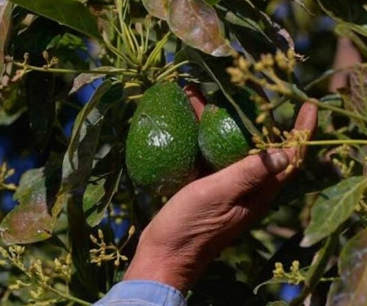 Suspende EU exportación de aguacate de Michoacán por alerta de seguridad