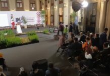 México va por reforestación histórica: plantará más de seis millones de árboles mientras pierde 204 mil hectáreas de bosques al año