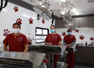 Alcaldesa Rosi Wong impulsa jornadas gratuitas de esterilización animal en Tecámac: estas son las fechas para este mes de agosto