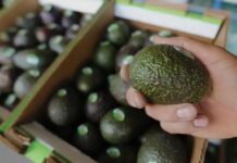 Sheinbaum: México no fue informado del freno al aguacate de EU