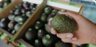 Sheinbaum: México no fue informado del freno al aguacate de EU
