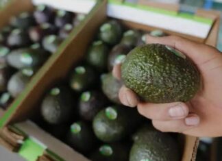 Sheinbaum: México no fue informado del freno al aguacate de EU