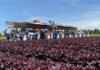 Guanajuato fortalece su liderazgo nacional en producción de lechuga