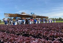 Guanajuato fortalece su liderazgo nacional en producción de lechuga