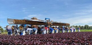Guanajuato fortalece su liderazgo nacional en producción de lechuga
