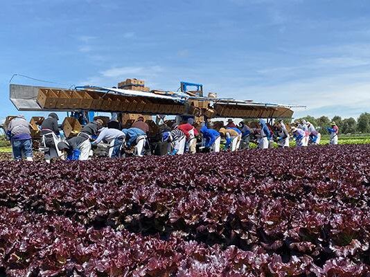 Guanajuato fortalece su liderazgo nacional en producción de lechuga