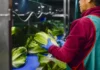 Pruebas de Cofepris contradicen alerta de EU: lechuga mexicana da negativo a ciclospora