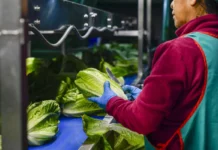 Pruebas de Cofepris contradicen alerta de EU: lechuga mexicana da negativo a ciclospora