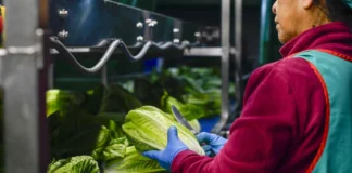 Pruebas de Cofepris contradicen alerta de EU: lechuga mexicana da negativo a ciclospora