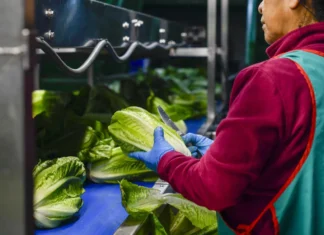 Pruebas de Cofepris contradicen alerta de EU: lechuga mexicana da negativo a ciclospora
