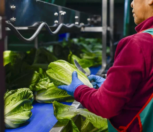 Pruebas de Cofepris contradicen alerta de EU: lechuga mexicana da negativo a ciclospora